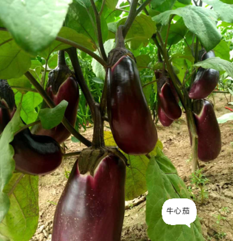 圆茄苗