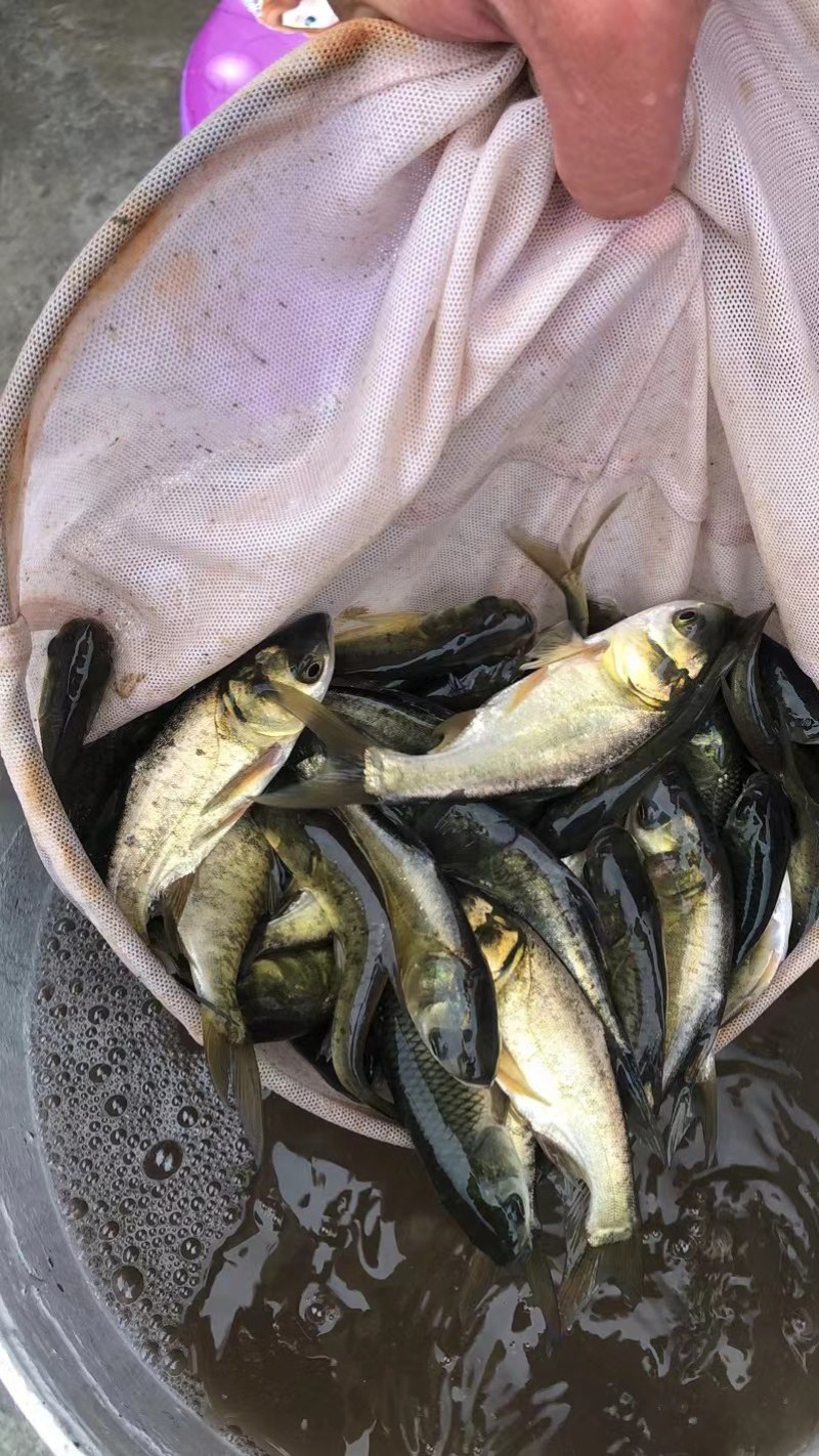 各种鱼苗成品鱼和泥鳅，黄膳苗批发欢迎订购