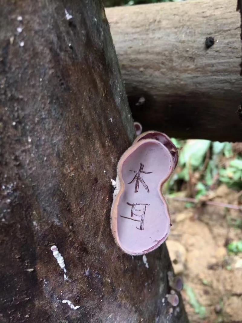 粤北特产木耳，一件代发微商代理