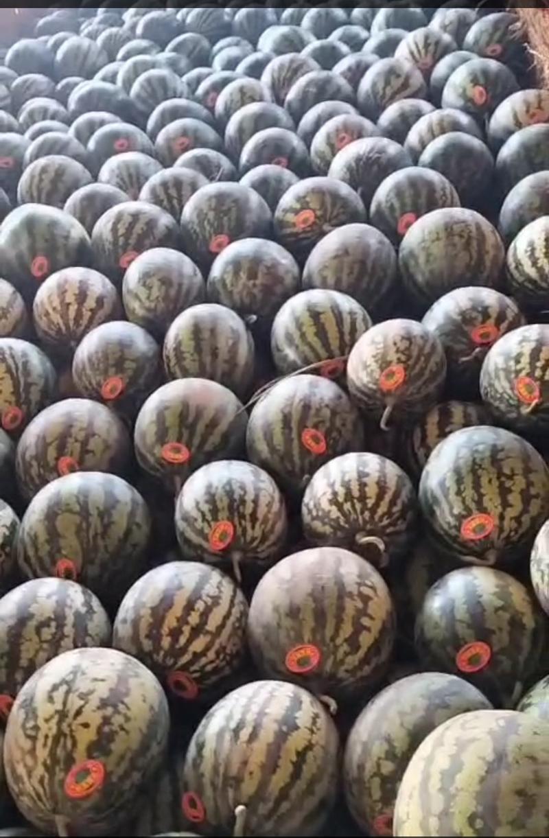 陕西蒲城优质甜王西瓜大量上市中一手货源，产地供货欢迎选购