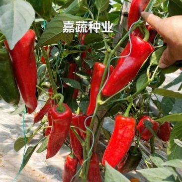 大果薄皮泡椒苗/虎皮辣椒苗/红泡椒苗抗病高产根系发达
