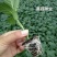 大果薄皮泡椒苗/虎皮辣椒苗/红泡椒苗抗病高产根系发达