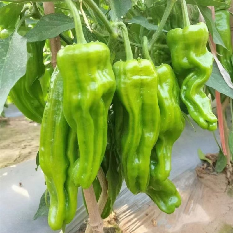 大果薄皮泡椒苗/虎皮辣椒苗/红泡椒苗抗病高产根系发达