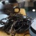 野生山茶，红茶，绿茶