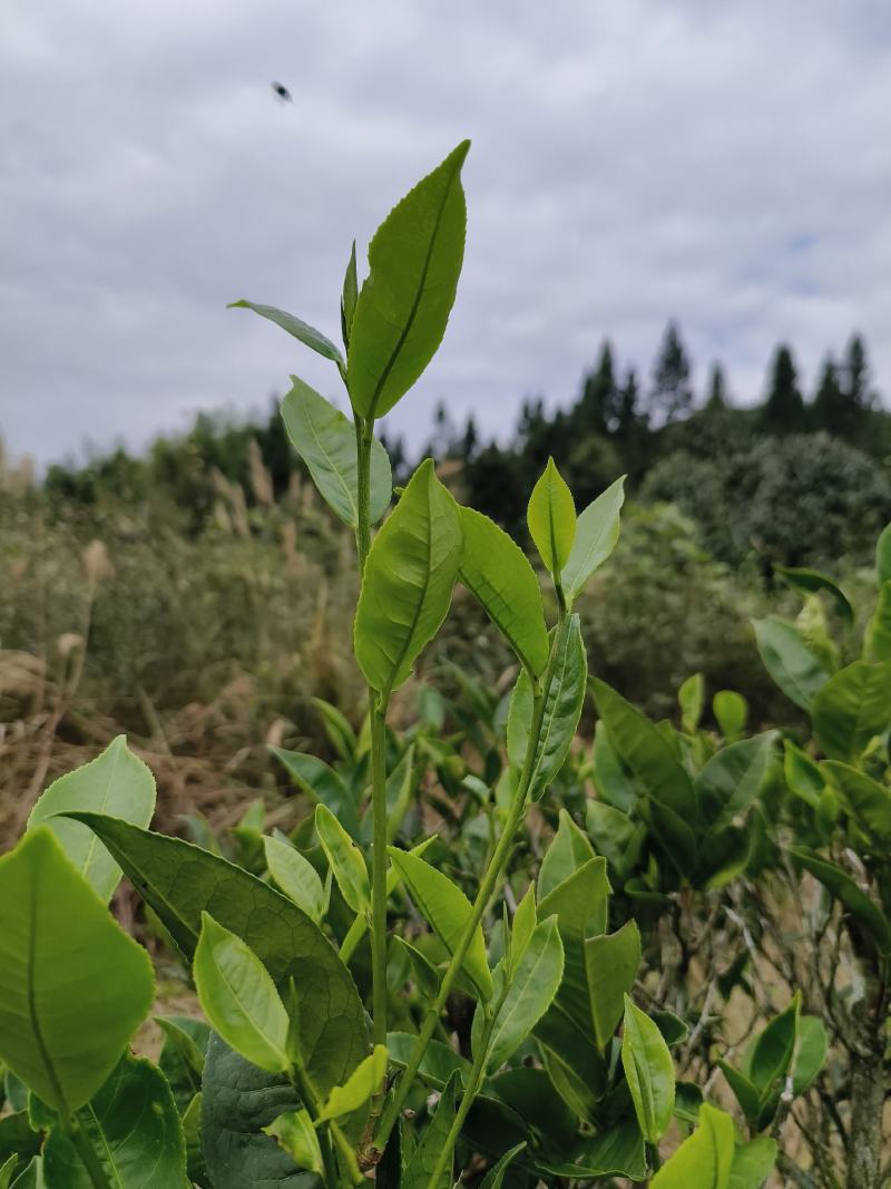 野生山茶，红茶，绿茶