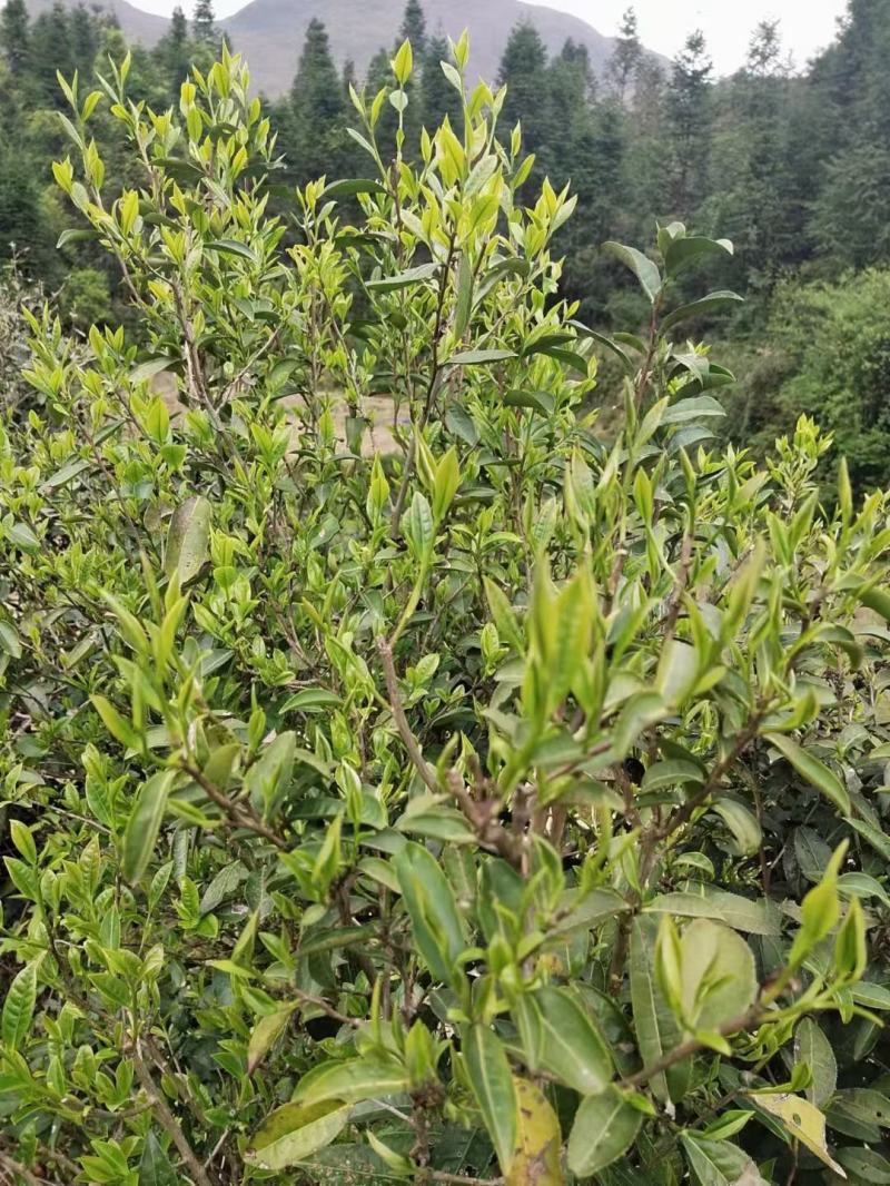 野生山茶，红茶，绿茶