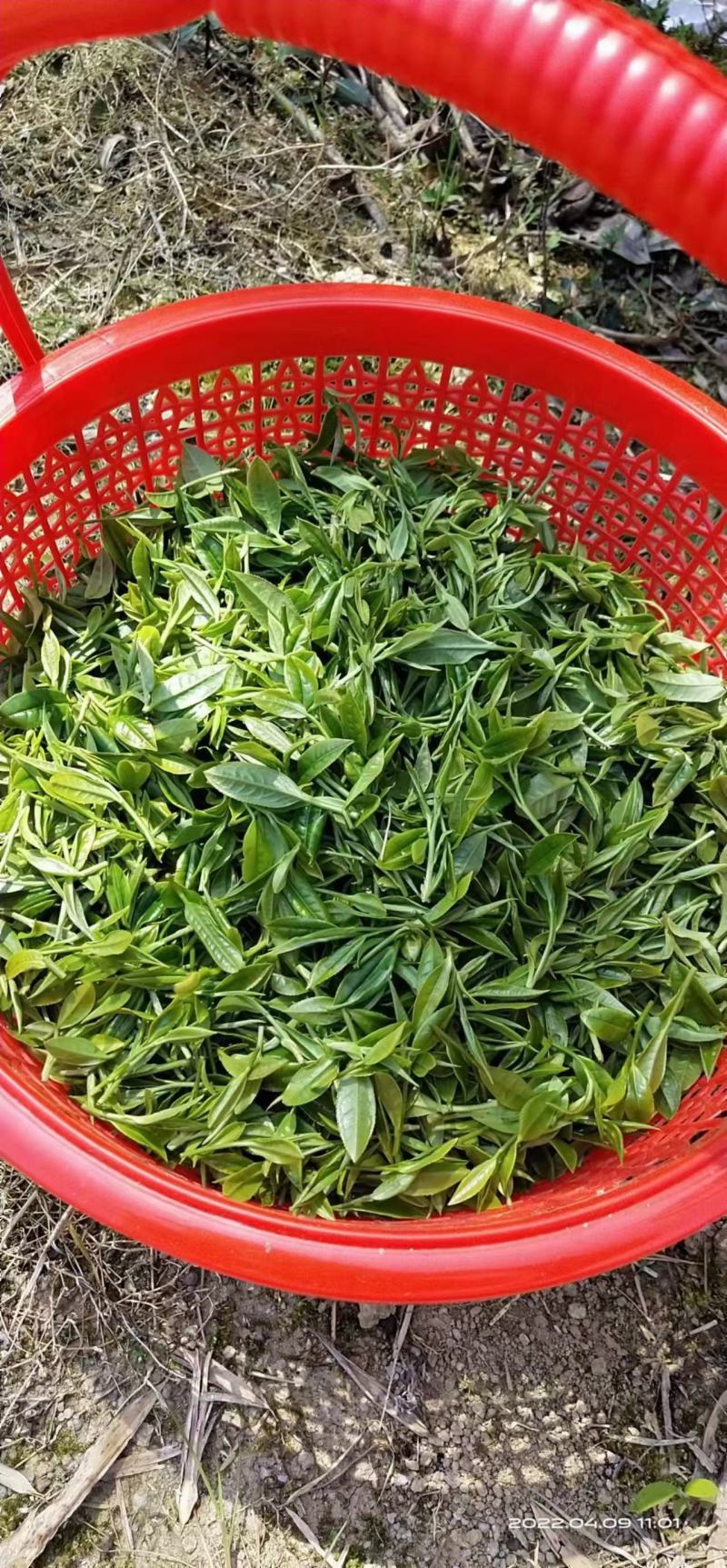 野生山茶，红茶，绿茶