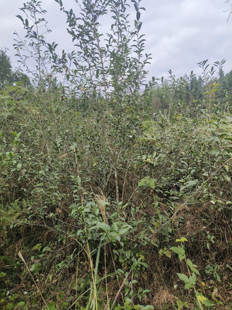 野生山茶，红茶，绿茶