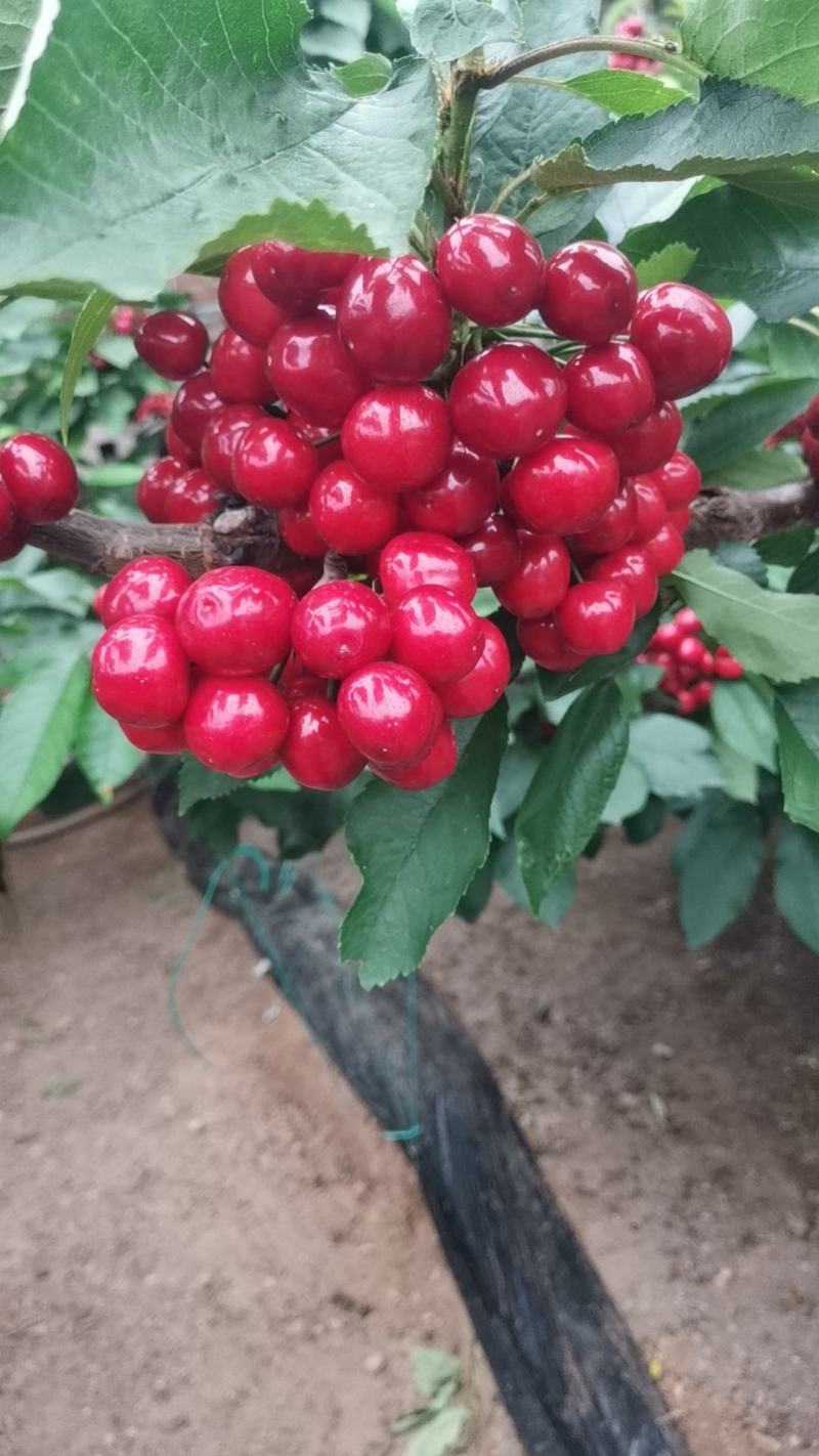 大樱桃