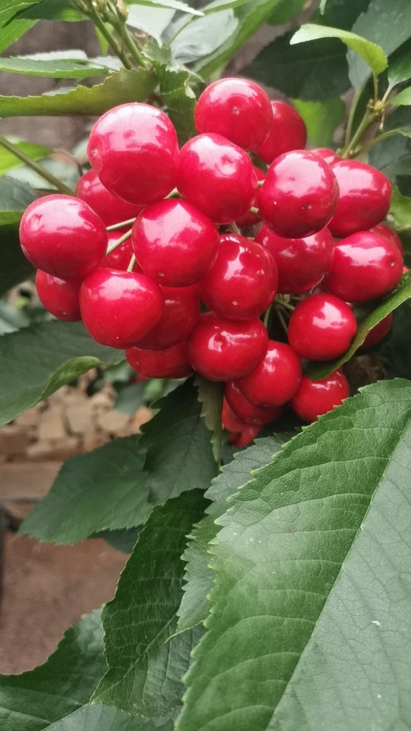大樱桃