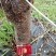 桃树1200颗5-12厘米粗，梨树480颗5厘米左右粗度