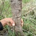 桃树1200颗5-12厘米粗，梨树480颗5厘米左右粗度