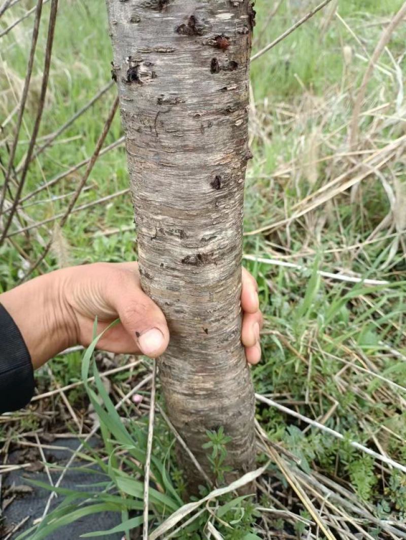 桃树1200颗5-12厘米粗，梨树480颗5厘米左右粗度