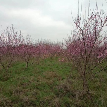 桃树1200颗5-12厘米粗，梨树480颗5厘米左右粗度