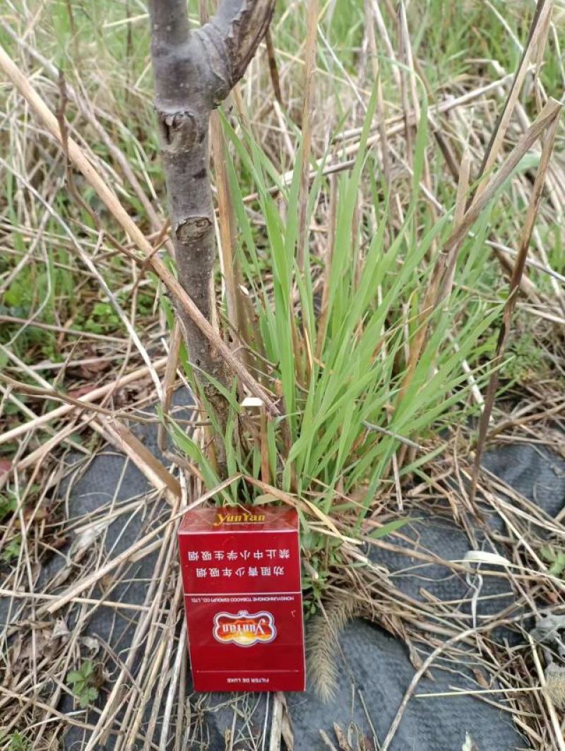 桃树1200颗5-12厘米粗，梨树480颗5厘米左右粗度