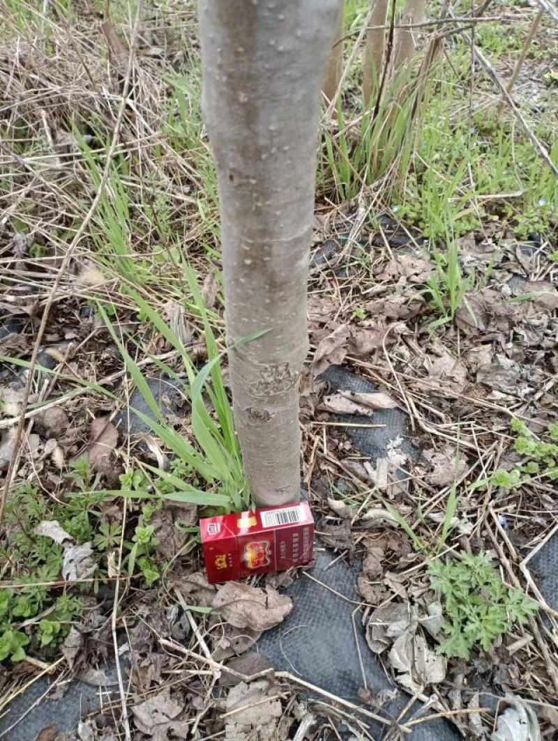 桃树1200颗5-12厘米粗，梨树480颗5厘米左右粗度