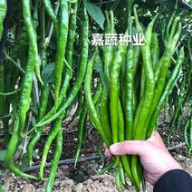 黑线椒苗越夏秋延品种耐运输根系发达嘉蔬种业