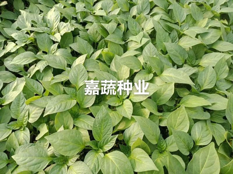 黑线椒苗越夏秋延品种耐运输根系发达嘉蔬种业