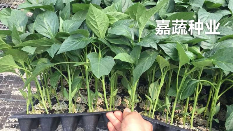 黑线椒苗越夏秋延品种耐运输根系发达嘉蔬种业