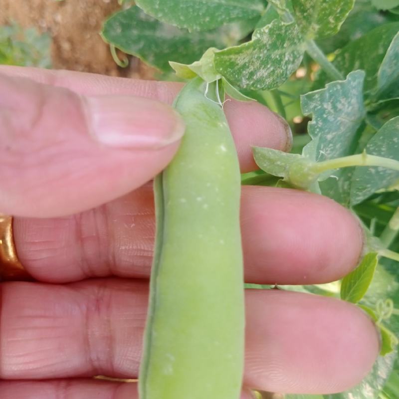碗豆角已上市