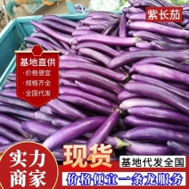 【紫长茄】中牟茄子紫茄子货源充足现货供应一条龙服务