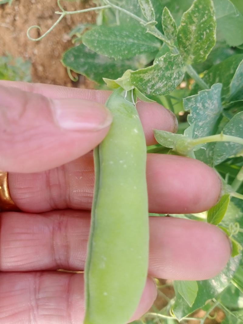 碗豆角已上市