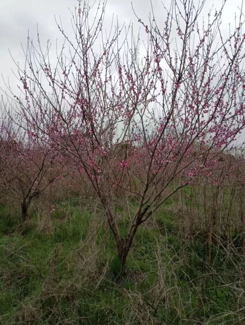 桃树1200棵5-12厘米粗，梨树480棵5厘米左右粗