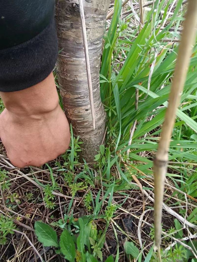 桃树1200棵5-12厘米粗，梨树480棵5厘米左右粗