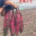🇨🇳秦薯五号红薯苗、干面、无丝，短蔓型。