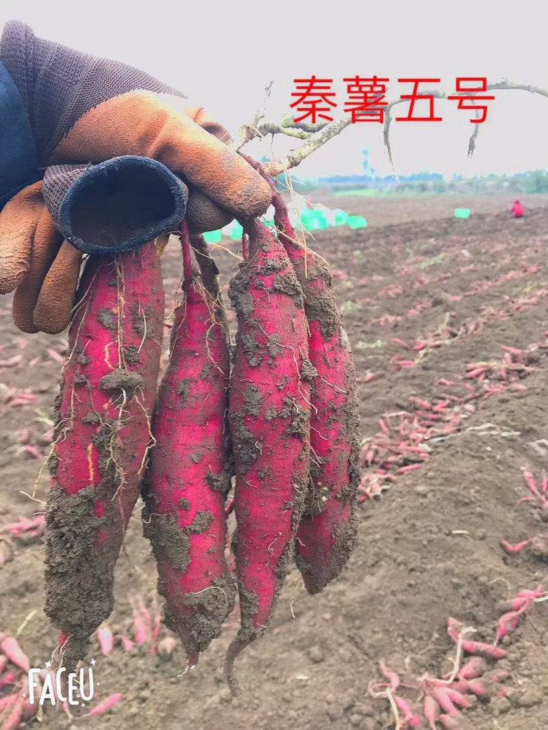 🇨🇳秦薯五号红薯苗、干面、无丝，短蔓型。