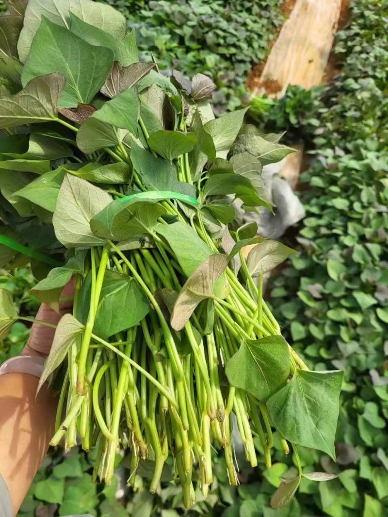 香港红红薯苗一点红红薯苗冰淇淋红薯苗高系14红薯苗