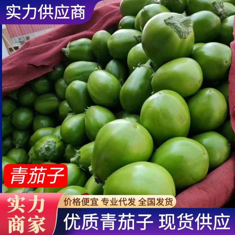 （产地直供）青茄子中牟茄子青茄基地直供一条龙服务