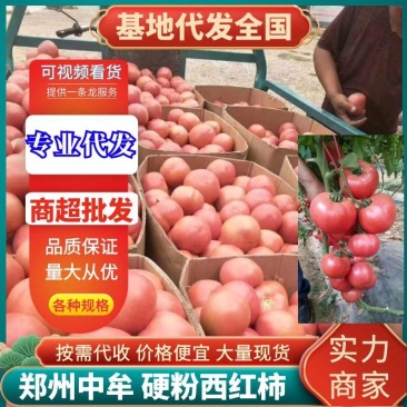 硬粉西红柿中牟西红柿弧二/弧三,规格齐全,价格便宜