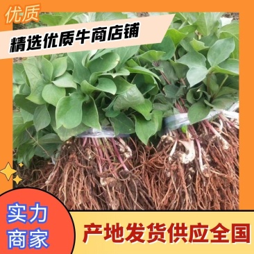 重楼苗1-2年苗量大从优产地发货欢迎考察洽谈合作