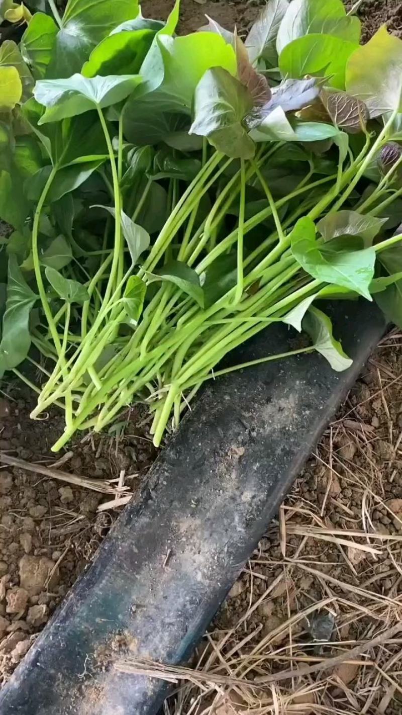 安纳芋红薯苗红瑶红薯苗安纳芋薯苗红瑶薯苗包回收