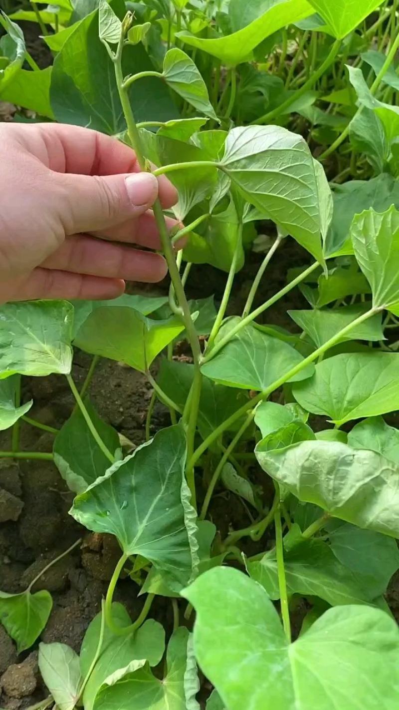 安纳芋红薯苗红瑶红薯苗安纳芋薯苗红瑶薯苗包回收