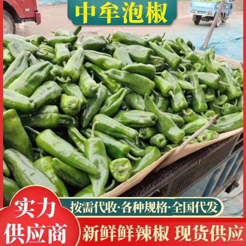 【基地直供】中牟泡椒鲜辣椒青椒大量上市全国代发