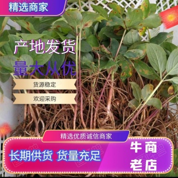 3-7年重楼苗量大从优大重楼华重楼粉质重楼产地直发