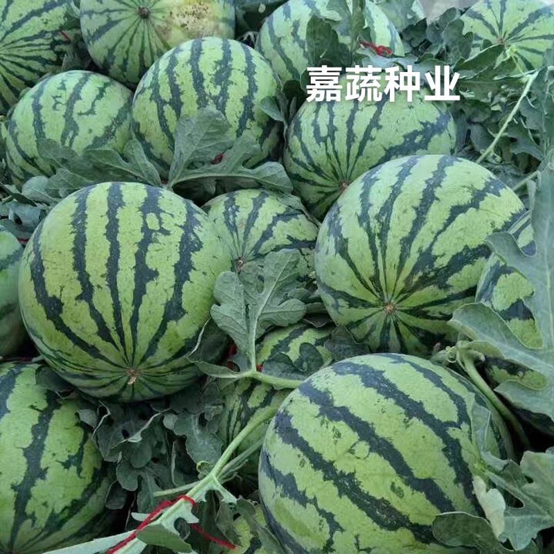 嫁接甜王西瓜苗根系发达嫁接西瓜苗早熟大型瓜
