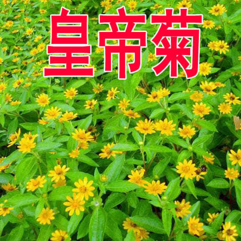 皇帝菊种子，黄帝菊多花繁茂花期长矮生花卉景观绿化花海种子