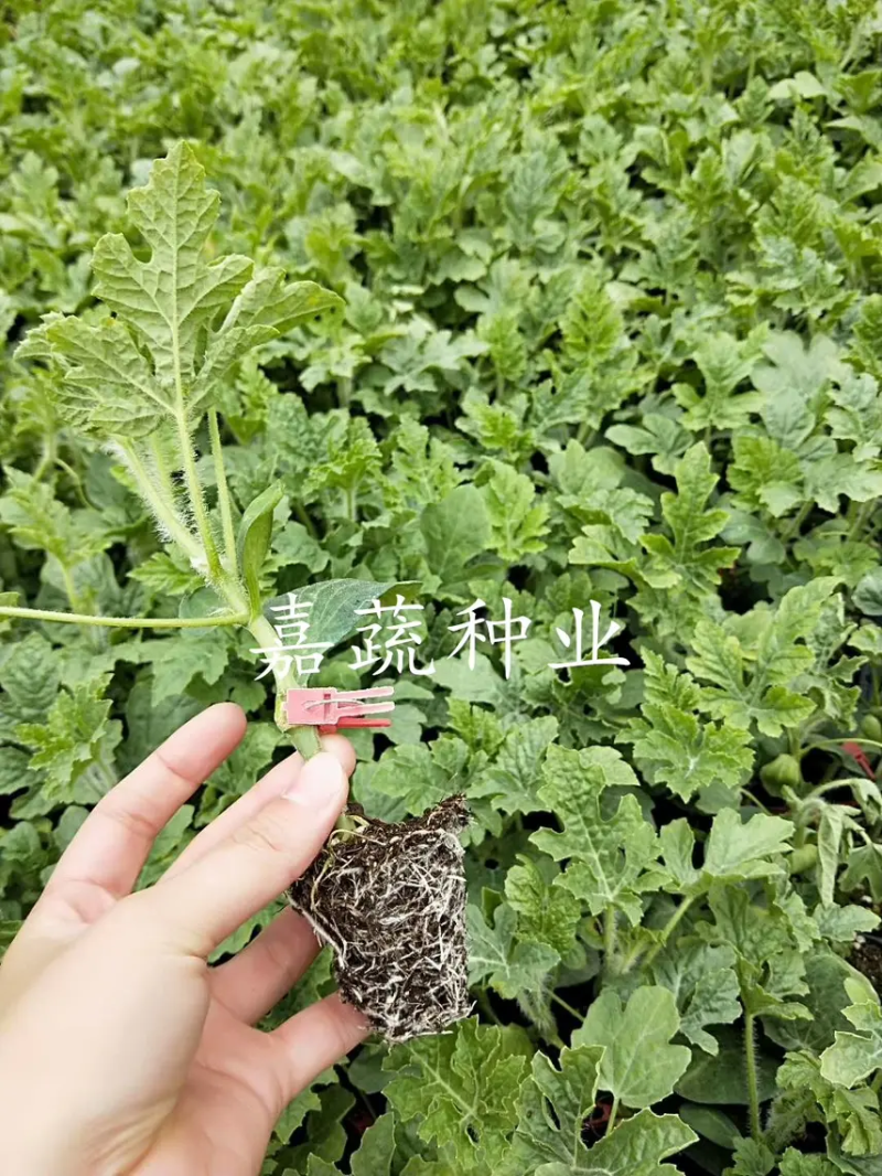 嫁接甜王西瓜苗根系发达嫁接西瓜苗早熟大型瓜