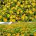 皇帝菊种子，黄帝菊多花繁茂花期长矮生花卉景观绿化花海种子