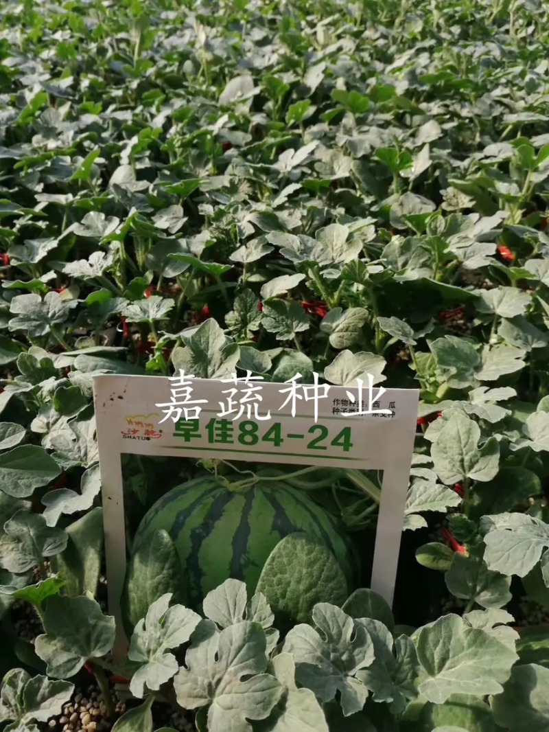 嫁接甜王西瓜苗根系发达嫁接西瓜苗早熟大型瓜