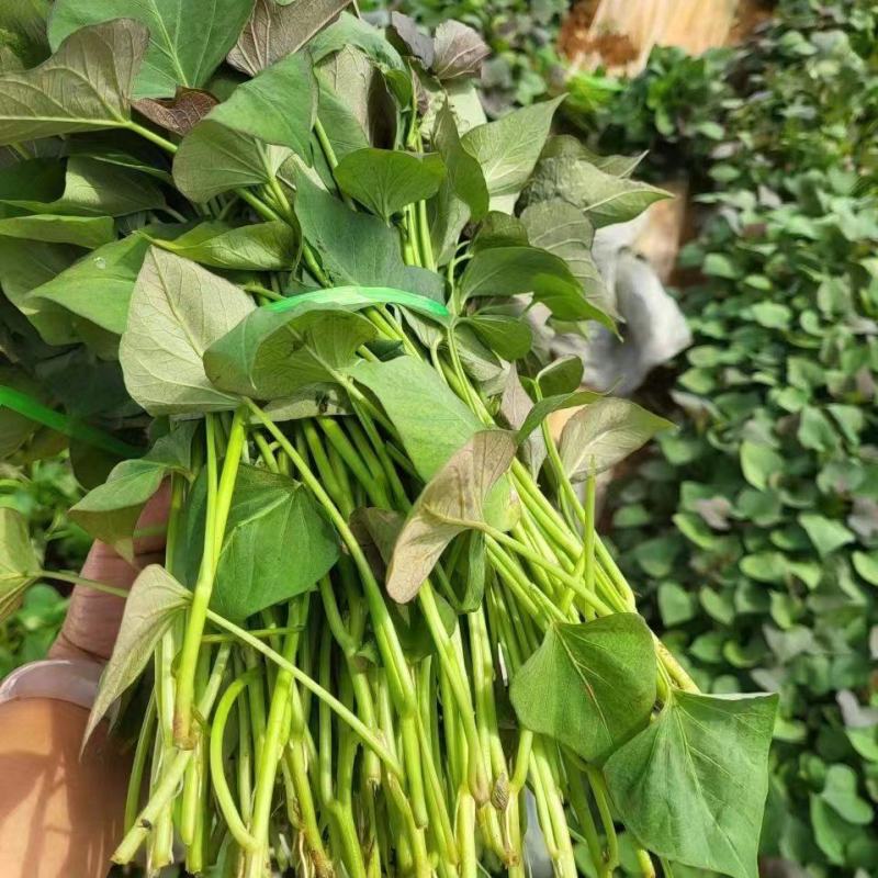 双季王红薯苗腾飞红薯苗双力王薯苗腾飞薯苗包回收红薯