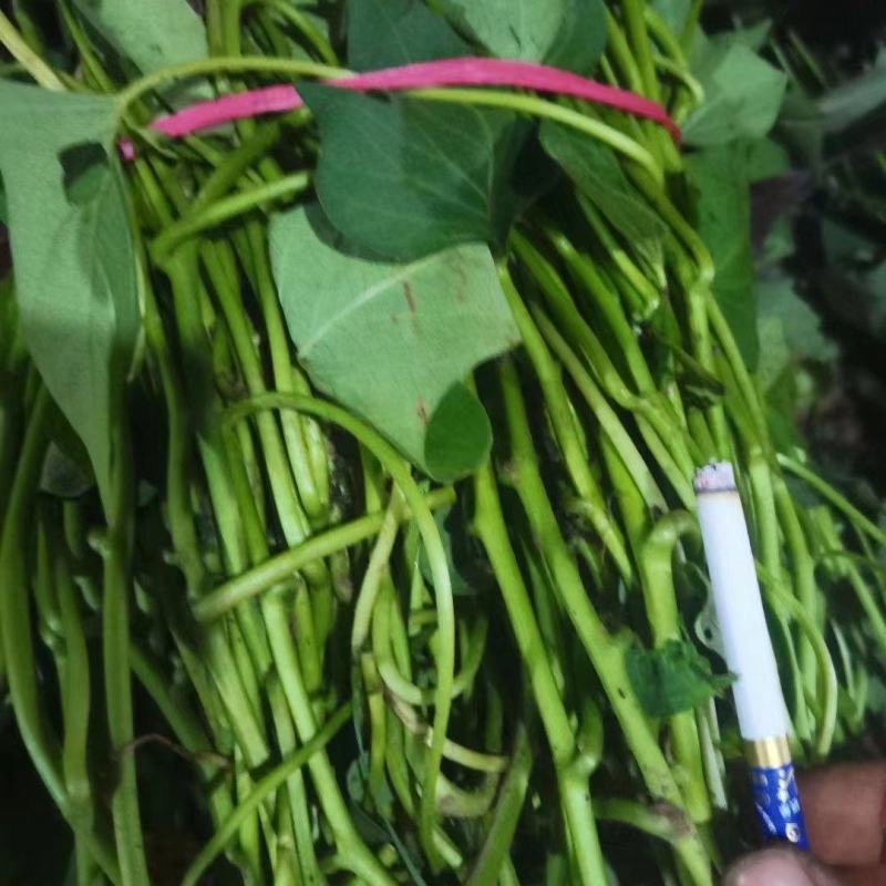 胜利百号红薯苗胜利100红薯苗胜利100苗胜利百号苗