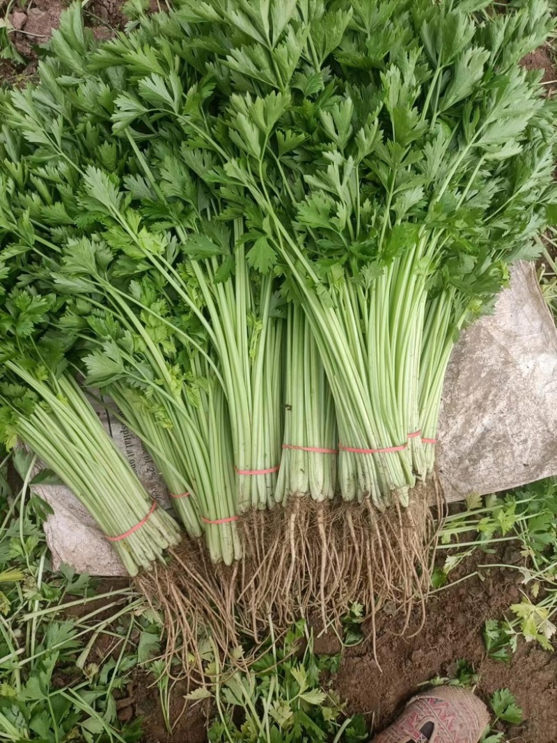 山东聊城香芹精品山芹小芹菜水芹毛芹菜大量上市代发全国市场