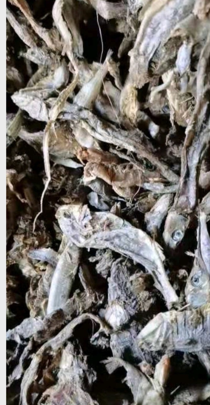 饲料鱼干小杂鱼自然晒干小白鱼皮皮虾螃蟹等