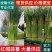 【红帽蒜苔】中牟蒜薹大量供应货源充足对接全国市场电商