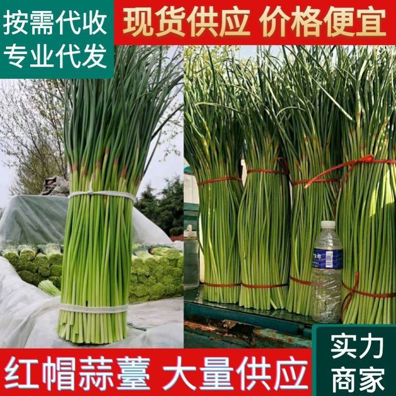 【红帽蒜苔】中牟蒜薹大量供应货源充足对接全国市场电商