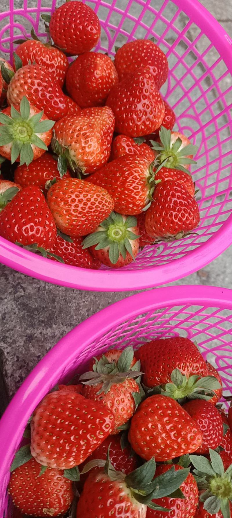 奶油草莓